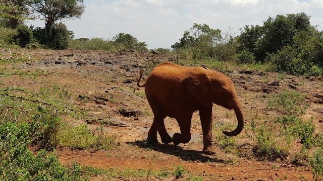 Elephant and Rhino Nursery